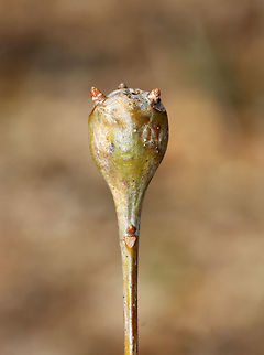 White Oak Club Gall - Callirhytis clavula Globular, terminal swellings on white oak (Quercus alba). Some of them had small, viable buds coming out of them.

Habitat: Hardwood forest
https://www.jungledragon.com/image/79311/white_oak_club_gall_-_callirhytis_clavula.html Callirhytis clavula,Geotagged,Spring,United States,White Oak Club Gall Wasp,gall