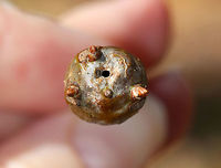 White Oak Club Gall - Callirhytis clavula Globular, terminal swellings on white oak (Quercus alba). Some of them had small, viable buds coming out of them. In this shot, you can see an exit hole from a wasp.<br />
<br />
Habitat: Hardwood forest<br />
https://www.jungledragon.com/image/79310/white_oak_club_gall_-_callirhytis_clavula.html Callirhytis clavula,Geotagged,Spring,United States,White Oak Club Gall Wasp,gall