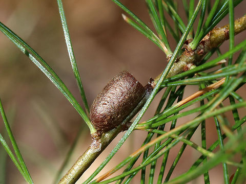 Conifer Sawfly Cocoon (Family Diprinonidae) I think this is a conifer sawfly cocoon. It may be Diprion similis.  The cocoon was brown, fibrous, and cylindrical. There was no cover, which indicates that an adult sawfly chewed the circular hole when leaving the cocoon. 

Habitat: White pine (Pinus strobus) in a meadow
https://www.jungledragon.com/image/79314/conifer_sawfly_cocoon_family_diprinonidae.html
https://www.jungledragon.com/image/79313/conifer_sawfly_cocoon_family_diprinonidae.html Diprinonidae,Family Diprinonidae,Geotagged,Spring,United States,cocoon,conifer sawfly cocoon,sawfly cocoon