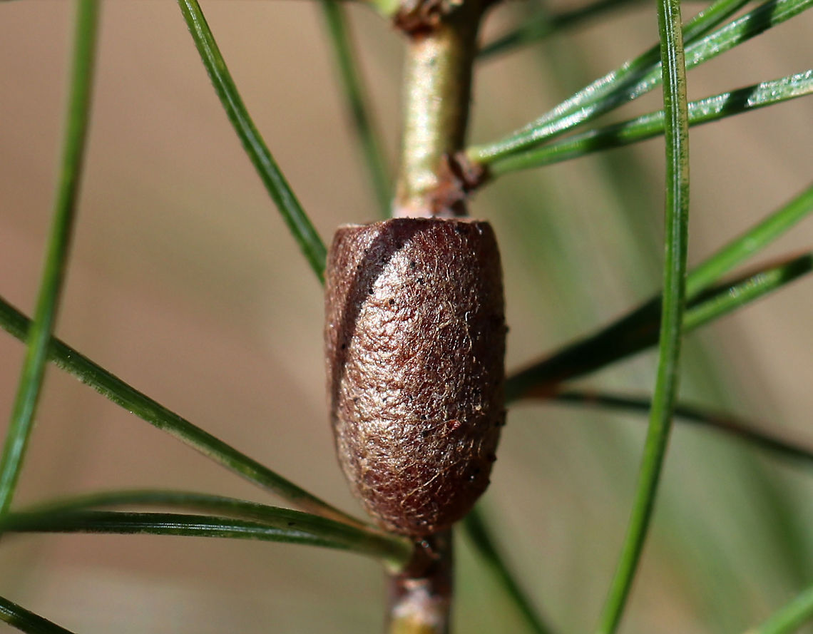 Conifer Sawfly Cocoon (Family Diprinonidae) In this shot, you can see a circular pattern of puncture holes near the top of the cocoon. I'm not sure why they are there - if it's normal or if it's from a parasitoid.<br />
<br />
I think this is a conifer sawfly cocoon. It may be Diprion similis. The cocoon was brown, fibrous, and cylindrical. There was no cover, which indicates that an adult sawfly chewed the circular hole when leaving the cocoon. <br />
<br />
Habitat: White pine (Pinus strobus) in a meadow<br />
<figure class="photo"><a href="https://www.jungledragon.com/image/79314/conifer_sawfly_cocoon_family_diprinonidae.html" title="Conifer Sawfly Cocoon (Family Diprinonidae)"><img src="https://s3.amazonaws.com/media.jungledragon.com/images/3232/79314_thumb.jpg?AWSAccessKeyId=05GMT0V3GWVNE7GGM1R2&Expires=1769040010&Signature=fpB%2F4ONOKVlSy30WCY0i2%2BCVbLc%3D" width="200" height="150" alt="Conifer Sawfly Cocoon (Family Diprinonidae) It looks like someone is still living inside this cocoon. Maybe a spider that moved in? Or, maybe it's just the remnants of the sawfly or a parasitoid. I think it looks most like a spider, but don't know...<br />
<br />
I think this is a conifer sawfly cocoon. It may be Diprion similis. The cocoon was brown, fibrous, and cylindrical. There was no cover, which indicates that an adult sawfly chewed the circular hole when leaving the cocoon. <br />
<br />
Habitat: White pine (Pinus strobus) in a meadow<br />
https://www.jungledragon.com/image/79312/conifer_sawfly_cocoon_family_diprinonidae.html<br />
https://www.jungledragon.com/image/79313/conifer_sawfly_cocoon_family_diprinonidae.html Geotagged,Spring,United States" /></a></figure><br />
<figure class="photo"><a href="https://www.jungledragon.com/image/79312/conifer_sawfly_cocoon_family_diprinonidae.html" title="Conifer Sawfly Cocoon (Family Diprinonidae)"><img src="https://s3.amazonaws.com/media.jungledragon.com/images/3232/79312_thumb.jpg?AWSAccessKeyId=05GMT0V3GWVNE7GGM1R2&Expires=1769040010&Signature=0RE1YJp1YKMptkgfE4WcED7aGmE%3D" width="200" height="152" alt="Conifer Sawfly Cocoon (Family Diprinonidae) I think this is a conifer sawfly cocoon. It may be Diprion similis.  The cocoon was brown, fibrous, and cylindrical. There was no cover, which indicates that an adult sawfly chewed the circular hole when leaving the cocoon. <br />
<br />
Habitat: White pine (Pinus strobus) in a meadow<br />
https://www.jungledragon.com/image/79314/conifer_sawfly_cocoon_family_diprinonidae.html<br />
https://www.jungledragon.com/image/79313/conifer_sawfly_cocoon_family_diprinonidae.html Diprinonidae,Family Diprinonidae,Geotagged,Spring,United States,cocoon,conifer sawfly cocoon,sawfly cocoon" /></a></figure> Geotagged,Spring,United States
