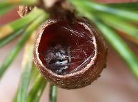 Conifer Sawfly Cocoon (Family Diprinonidae) It looks like someone is still living inside this cocoon. Maybe a spider that moved in? Or, maybe it's just the remnants of the sawfly or a parasitoid. I think it looks most like a spider, but don't know...<br />
<br />
I think this is a conifer sawfly cocoon. It may be Diprion similis. The cocoon was brown, fibrous, and cylindrical. There was no cover, which indicates that an adult sawfly chewed the circular hole when leaving the cocoon. <br />
<br />
Habitat: White pine (Pinus strobus) in a meadow<br />
https://www.jungledragon.com/image/79312/conifer_sawfly_cocoon_family_diprinonidae.html<br />
https://www.jungledragon.com/image/79313/conifer_sawfly_cocoon_family_diprinonidae.html Geotagged,Spring,United States