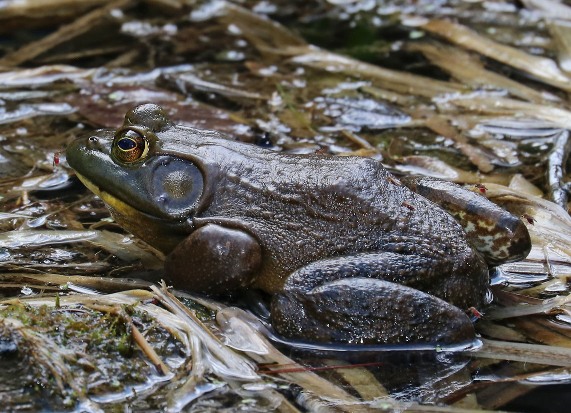 American Bullfrog with Mosquitoes - Lithobates catesbeianus This frog was big! As a size comparison, note that at least 8 mosquitoes that are feasting on it. The mosquitoes were Aedes/Ochlerotatus species, but I'm not sure of the species without a closer look. I guess they are getting their revenge on the frogs, which eat mosquito larvae and pupae.<br />
<br />
Bullfrogs are often confused with Green Frogs as both types of frogs share many similar features. The main difference between Green Frogs and Bullfrogs is the location of the dorsolateral ridge. The dorsolateral ridge of Bullfrogs starts at the eye and hooks around the tympanum. In Green Frogs, the dorsolateral ridge runs down it's dorsal surface. Bullfrogs are also much larger than Green Frogs.<br />
<br />
Habitat: Wetland American Bullfrog,Geotagged,Lithobates catesbeianus,Spring,United States,frog