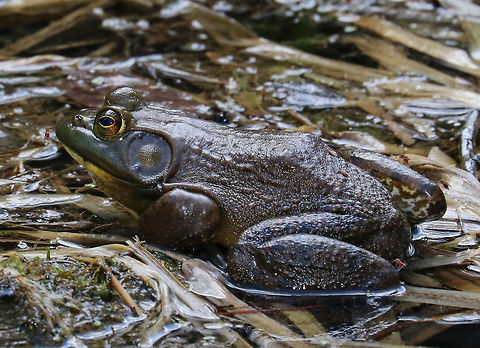 American Bullfrog with Mosquitoes - Lithobates catesbeianus This frog was big! As a size comparison, note that at least 8 mosquitoes that are feasting on it. The mosquitoes were Aedes/Ochlerotatus species, but I'm not sure of the species without a closer look. I guess they are getting their revenge on the frogs, which eat mosquito larvae and pupae.

Bullfrogs are often confused with Green Frogs as both types of frogs share many similar features. The main difference between Green Frogs and Bullfrogs is the location of the dorsolateral ridge. The dorsolateral ridge of Bullfrogs starts at the eye and hooks around the tympanum. In Green Frogs, the dorsolateral ridge runs down it's dorsal surface. Bullfrogs are also much larger than Green Frogs.

Habitat: Wetland American Bullfrog,Geotagged,Lithobates catesbeianus,Spring,United States,frog