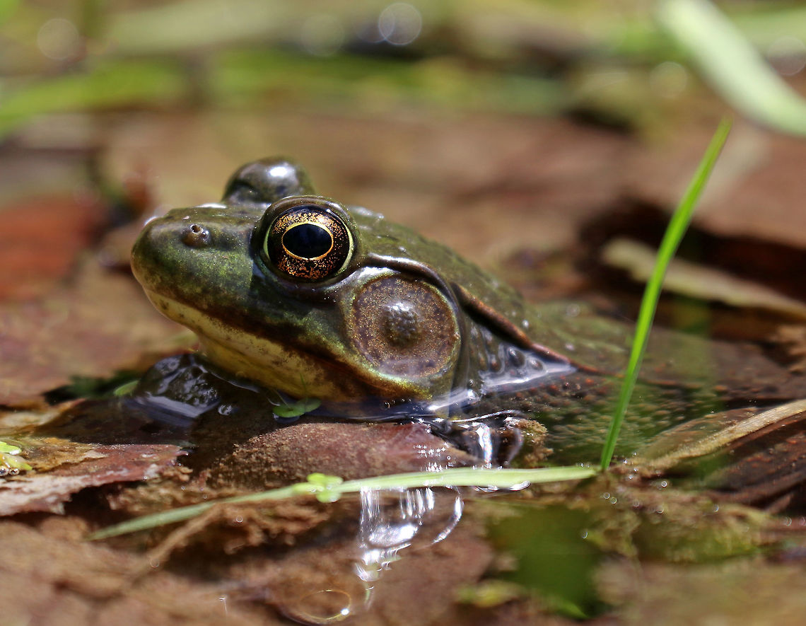 Green Frog - Lithobates clamitans Green frogs have dorsolateral ridges that run down the sides of their backs, which distinguishes them from bullfrogs, which lack them.<br />
<br />
Habitat: wetland Geotagged,Green frog,Lithobates clamitans,Spring,United States,frog