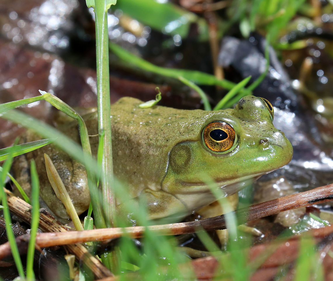 American Bullfrog  - Lithobates catesbeianus This bullfrog was small and was a snarky green color. It was cleverly hiding among the grass at the edge of a wetland and was the only frog I saw that wasn&#039;t being bitten by mosquitoes. <br />
<br />
Bullfrogs are often confused with Green Frogs as both types of frogs share many similar features. The main difference between Green Frogs and Bullfrogs is the location of the dorsolateral ridge. The dorsolateral ridge of Bullfrogs starts at the eye and hooks around the tympanum. In Green Frogs, the dorsolateral ridge runs down it&#039;s dorsal surface. Bullfrogs are also much larger than Green Frogs.<br />
<br />
Habitat: Wetland American Bullfrog,Geotagged,Lithobates catesbeianus,Spring,United States