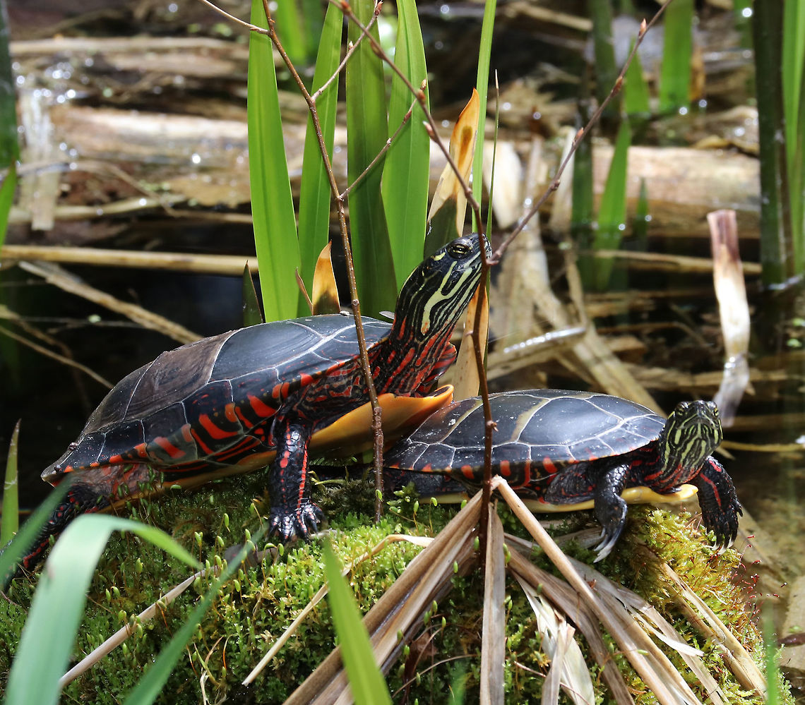 Eastern Painted Turtle - Chrysemys picta picta I felt a bit like the paparazzi taking a photo of these turtles while they were clearly busy enjoying each other's company. The female looked particularly perturbed by my intrusion.<br />
<br />
Habitat: Small woodland pond Chrysemys picta,Geotagged,Painted turtle,Spring,United States,painted turtle,turtle
