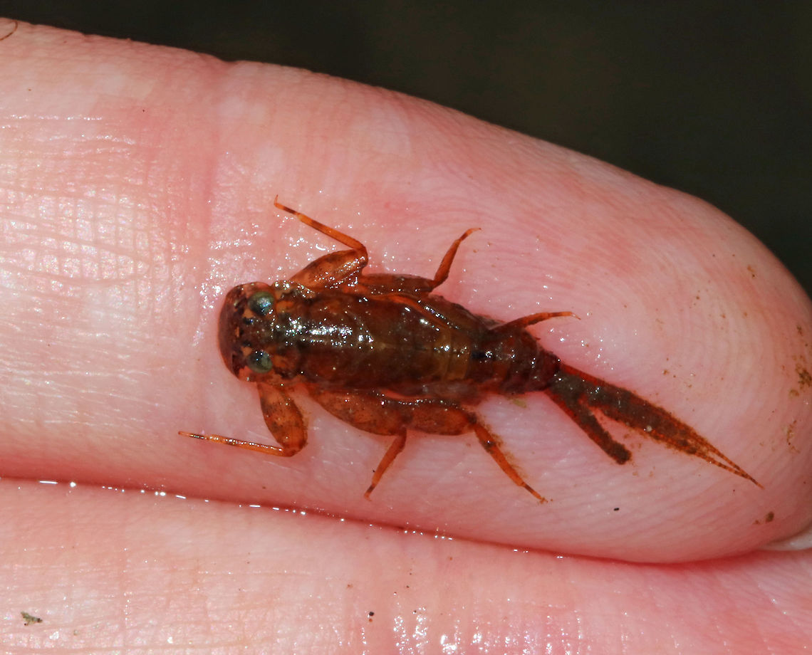 Flatheaded Mayfly Nymph - Maccaffertium sp. This nymph had a gorgeous, mottled pattern, which was more dramatic than this photo shows. And, the eyes were greenish blue! <br />
<br />
Habitat: Shallow, fast-moving stream Geotagged,Maccaffertium,Spring,United States,mayfly,mayfly nymph,nymph,stenonema