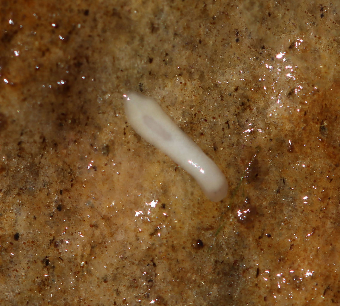 What is it? I found this larva/worm/nematode on the bottom of a rock in a shallow, fast-moving stream. I have no idea what it is.<br />
<br />
Habitat: Shallow stream in a deciduous forest<br />
<br />
<section class="video"><iframe width="448" height="252" src="https://player.vimeo.com/video/337625610?title=0&byline=0&portrait=0" frameborder="0"></iframe></section> Geotagged,Spring,United States