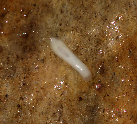 What is it? I found this larva/worm/nematode on the bottom of a rock in a shallow, fast-moving stream. I have no idea what it is.

Habitat: Shallow stream in a deciduous forest

https://vimeo.com/337625610 Geotagged,Spring,United States