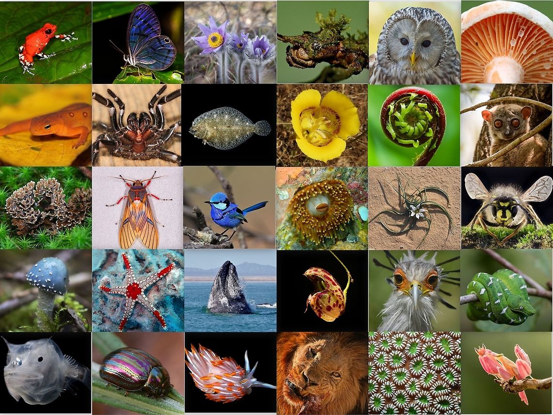 World Biological Diversity Day 2019 Today is World Biological Diversity Day! Biodiversity is the variety of life, it&rsquo;s beautiful, it strengthens the Earth, and it has infinite value. It is vital. Conservation is no longer simply an &ldquo;issue&rdquo;. It&rsquo;s now about survival, and that includes our own. If that sounds dire, it&rsquo;s because it is. Biodiversity is a complex component of life on Earth that weaves us all together and keeps us all alive.<br />
<br />
There are millions of different species on Earth, most of which have yet to be documented. Biodiversity starts at the genetic level and extends to individuals, species, communities, and ecosystems. Some organisms are simple, while others are complex. Many are producers, some are prey, and others are predators. They may employ strategies such as commensalism, mutualism, or parasitism. The air we breathe, the food we eat, and the water we drink all rely on biodiversity. Every ecosystem on the planet contains countless examples of interactions that maintain life&mdash;locally and ultimately globally. This is a mind-blowing system.<br />
<br />
All organisms are connected. We rely on each other. This intrinsic connection is a major reason why the Earth is such a homey, habitable place. When biodiversity declines, we all suffer. Think of biodiversity as a museum full of amazing, irreplaceable artwork. From this perspective, humans are burning down the museum of life. As we destroy other species through our actions, we essentially destroy ourselves. Major factors influencing biodiversity include pollution, habitat loss and degradation, climate change, overexploitation of natural resources, and invasive species. We have the power to act so that the wealth of nature is safeguarded. Our collective actions can restore the balance and protect what is left of our planet. Let&rsquo;s take our focus off the domesticated landscape and work together to make wise choices that will ensure a future for all life on Earth. #JungleDragon World Biological Diversity Day,World Biological Diversity Day 2019,biodiversity day,world biodiversity day