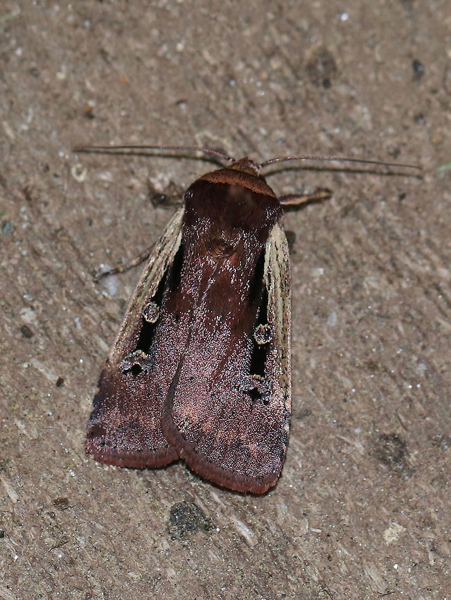 Flame-shouldered Dart - Ochropleura implecta TL: ~15 mm. Brown forewings that were really shiny and had a purplish tint. Straw-colored costal streak. Orbicular spot is edged in white.<br />
<br />
*This is the only species of this genus in North America<br />
<br />
Habitat: Attracted to a moth light at night<br />
<figure class="photo"><a href="https://www.jungledragon.com/image/79436/flame-shouldered_dart_-_ochropleura_implecta.html" title="Flame-shouldered Dart - Ochropleura implecta"><img src="https://s3.amazonaws.com/media.jungledragon.com/images/3232/79436_thumb.jpg?AWSAccessKeyId=05GMT0V3GWVNE7GGM1R2&Expires=1769040010&Signature=j1JpEpzFfQlNi6JF87fT3lBbRKo%3D" width="200" height="164" alt="Flame-shouldered Dart - Ochropleura implecta TL: ~15 mm. Brown forewings that were really shiny and had a purplish tint. Straw-colored costal streak. Orbicular spot is edged in white.<br />
<br />
*This is the only species of this genus in North America<br />
<br />
Habitat: Attracted to a moth light at night<br />
https://www.jungledragon.com/image/79434/flame-shouldered_dart_-_ochropleura_implecta.html<br />
https://www.jungledragon.com/image/79435/flame-shouldered_dart_-_ochropleura_implecta.html Flame-shouldered Dart,Geotagged,Ochropleura implecta,Spring,United States" /></a></figure><br />
<figure class="photo"><a href="https://www.jungledragon.com/image/79435/flame-shouldered_dart_-_ochropleura_implecta.html" title="Flame-shouldered Dart - Ochropleura implecta"><img src="https://s3.amazonaws.com/media.jungledragon.com/images/3232/79435_thumb.jpg?AWSAccessKeyId=05GMT0V3GWVNE7GGM1R2&Expires=1769040010&Signature=fKV2ilKcV2EXIOiXDC4sAVFIVVE%3D" width="200" height="154" alt="Flame-shouldered Dart - Ochropleura implecta TL: ~15 mm. Brown forewings that were really shiny and had a purplish tint. Straw-colored costal streak. Orbicular spot is edged in white.<br />
<br />
*This is the only species of this genus in North America<br />
<br />
Habitat: Attracted to a moth light at night<br />
https://www.jungledragon.com/image/79434/flame-shouldered_dart_-_ochropleura_implecta.html<br />
https://www.jungledragon.com/image/79436/flame-shouldered_dart_-_ochropleura_implecta.html Geotagged,Ochropleura implecta,Spring,United States,dart,moth" /></a></figure> Geotagged,Ochropleura,Ochropleura implecta,Spring,United States,dart,moth