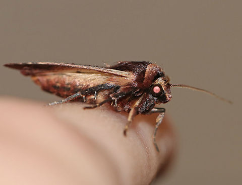 Flame-shouldered Dart - Ochropleura implecta TL: ~15 mm. Brown forewings that were really shiny and had a purplish tint. Straw-colored costal streak. Orbicular spot is edged in white.

*This is the only species of this genus in North America

Habitat: Attracted to a moth light at night
https://www.jungledragon.com/image/79434/flame-shouldered_dart_-_ochropleura_implecta.html
https://www.jungledragon.com/image/79436/flame-shouldered_dart_-_ochropleura_implecta.html Geotagged,Ochropleura implecta,Spring,United States,dart,moth