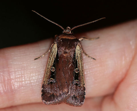 Flame-shouldered Dart - Ochropleura implecta TL: ~15 mm. Brown forewings that were really shiny and had a purplish tint. Straw-colored costal streak. Orbicular spot is edged in white.

*This is the only species of this genus in North America

Habitat: Attracted to a moth light at night
https://www.jungledragon.com/image/79434/flame-shouldered_dart_-_ochropleura_implecta.html
https://www.jungledragon.com/image/79435/flame-shouldered_dart_-_ochropleura_implecta.html Flame-shouldered Dart,Geotagged,Ochropleura implecta,Spring,United States