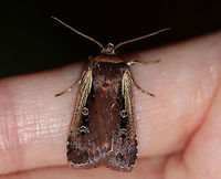 Flame-shouldered Dart - Ochropleura implecta TL: ~15 mm. Brown forewings that were really shiny and had a purplish tint. Straw-colored costal streak. Orbicular spot is edged in white.<br />
<br />
*This is the only species of this genus in North America<br />
<br />
Habitat: Attracted to a moth light at night<br />
https://www.jungledragon.com/image/79434/flame-shouldered_dart_-_ochropleura_implecta.html<br />
https://www.jungledragon.com/image/79435/flame-shouldered_dart_-_ochropleura_implecta.html Flame-shouldered Dart,Geotagged,Ochropleura implecta,Spring,United States