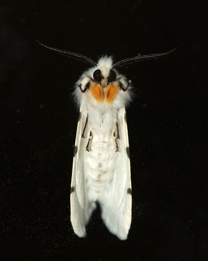Agreeable Tiger Moth - Spilosoma congrua Total length: ~15 mm. Forewings were white with dark spots in the PM and ST areas. Abdomen was completely white with no spots. Coxa and femur of forelegs were orange.<br />
<br />
Habitat: Attracted to a light <br />
<figure class="photo"><a href="https://www.jungledragon.com/image/79438/agreeable_tiger_moth_-_spilosoma_congrua.html" title="Agreeable Tiger Moth - Spilosoma congrua"><img src="https://s3.amazonaws.com/media.jungledragon.com/images/3232/79438_thumb.jpg?AWSAccessKeyId=05GMT0V3GWVNE7GGM1R2&Expires=1759968010&Signature=btHZ4xwjcSd9P1tOoskuzuJeUHQ%3D" width="200" height="172" alt="Agreeable Tiger Moth - Spilosoma congrua Total length: ~15 mm. Forewings were white with dark spots in the PM and ST areas. Abdomen was completely white with no spots. Coxa and femur of forelegs were orange.<br />
<br />
Habitat: Attracted to a light<br />
https://www.jungledragon.com/image/79437/agreeable_tiger_moth_-_spilosoma_congrua.html<br />
 Agreeable tiger moth,Geotagged,Spilosoma congrua,Spring,United States" /></a></figure> Agreeable tiger moth,Geotagged,Spilosoma,Spilosoma congrua,Spring,United States,moth,tiger moth