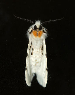 Agreeable Tiger Moth - Spilosoma congrua Total length: ~15 mm. Forewings were white with dark spots in the PM and ST areas. Abdomen was completely white with no spots. Coxa and femur of forelegs were orange.

Habitat: Attracted to a light 
https://www.jungledragon.com/image/79438/agreeable_tiger_moth_-_spilosoma_congrua.html Agreeable tiger moth,Geotagged,Spilosoma,Spilosoma congrua,Spring,United States,moth,tiger moth