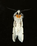 Agreeable Tiger Moth - Spilosoma congrua Total length: ~15 mm. Forewings were white with dark spots in the PM and ST areas. Abdomen was completely white with no spots. Coxa and femur of forelegs were orange.<br />
<br />
Habitat: Attracted to a light <br />
https://www.jungledragon.com/image/79438/agreeable_tiger_moth_-_spilosoma_congrua.html Agreeable tiger moth,Geotagged,Spilosoma,Spilosoma congrua,Spring,United States,moth,tiger moth