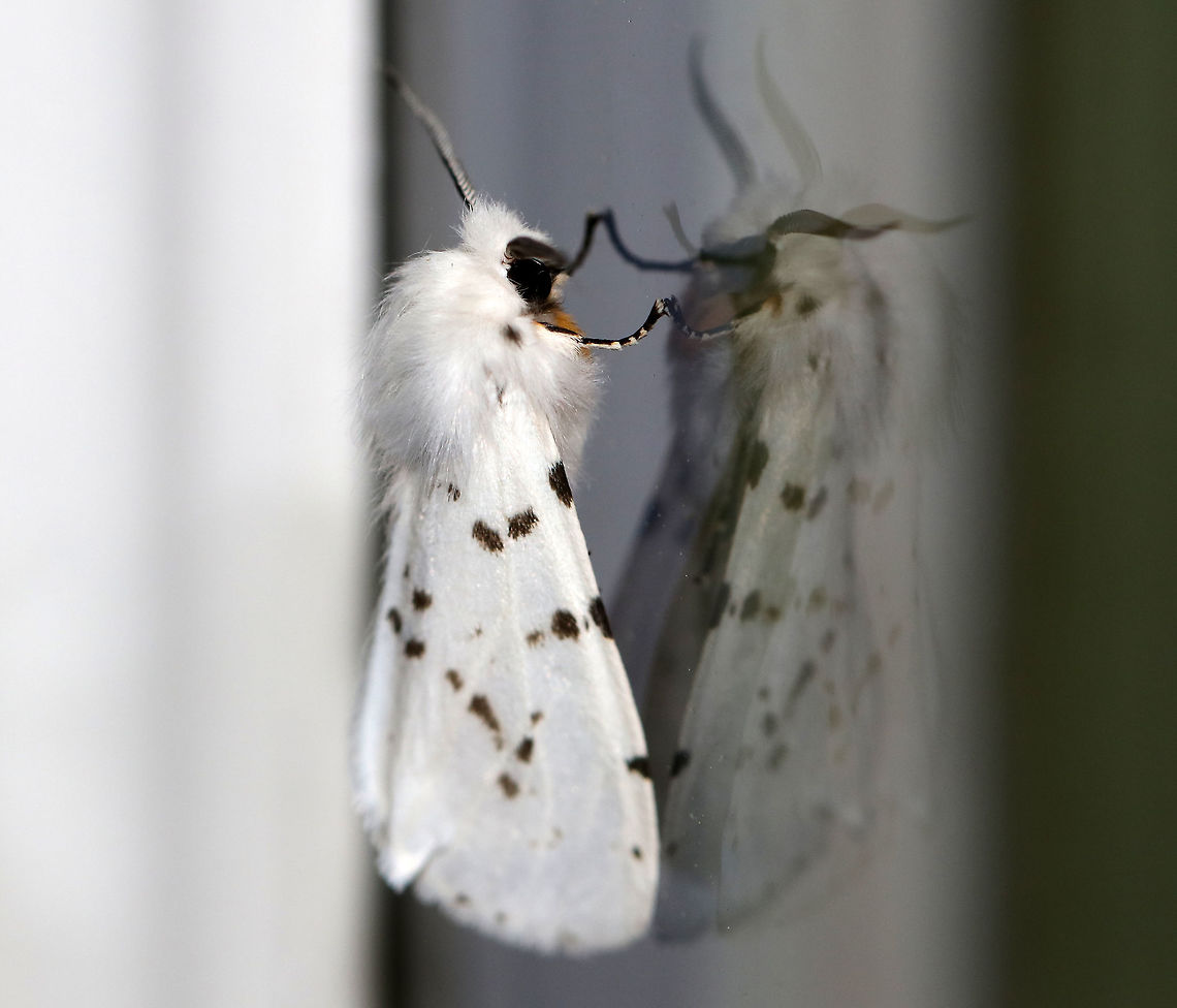 Agreeable Tiger Moth - Spilosoma congrua Total length: ~15 mm. Forewings were white with dark spots in the PM and ST areas. Abdomen was completely white with no spots. Coxa and femur of forelegs were orange.<br />
<br />
Habitat: Attracted to a light<br />
<figure class="photo"><a href="https://www.jungledragon.com/image/79437/agreeable_tiger_moth_-_spilosoma_congrua.html" title="Agreeable Tiger Moth - Spilosoma congrua"><img src="https://s3.amazonaws.com/media.jungledragon.com/images/3232/79437_thumb.jpg?AWSAccessKeyId=05GMT0V3GWVNE7GGM1R2&Expires=1759968010&Signature=7IzitRCY0IUsjiv3TEoiJd59l9E%3D" width="122" height="152" alt="Agreeable Tiger Moth - Spilosoma congrua Total length: ~15 mm. Forewings were white with dark spots in the PM and ST areas. Abdomen was completely white with no spots. Coxa and femur of forelegs were orange.<br />
<br />
Habitat: Attracted to a light <br />
https://www.jungledragon.com/image/79438/agreeable_tiger_moth_-_spilosoma_congrua.html Agreeable tiger moth,Geotagged,Spilosoma,Spilosoma congrua,Spring,United States,moth,tiger moth" /></a></figure><br />
 Agreeable tiger moth,Geotagged,Spilosoma congrua,Spring,United States