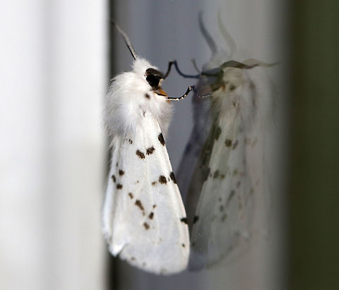 Agreeable Tiger Moth - Spilosoma congrua Total length: ~15 mm. Forewings were white with dark spots in the PM and ST areas. Abdomen was completely white with no spots. Coxa and femur of forelegs were orange.

Habitat: Attracted to a light
https://www.jungledragon.com/image/79437/agreeable_tiger_moth_-_spilosoma_congrua.html
 Agreeable tiger moth,Geotagged,Spilosoma congrua,Spring,United States