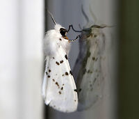 Agreeable Tiger Moth - Spilosoma congrua Total length: ~15 mm. Forewings were white with dark spots in the PM and ST areas. Abdomen was completely white with no spots. Coxa and femur of forelegs were orange.<br />
<br />
Habitat: Attracted to a light<br />
https://www.jungledragon.com/image/79437/agreeable_tiger_moth_-_spilosoma_congrua.html<br />
 Agreeable tiger moth,Geotagged,Spilosoma congrua,Spring,United States