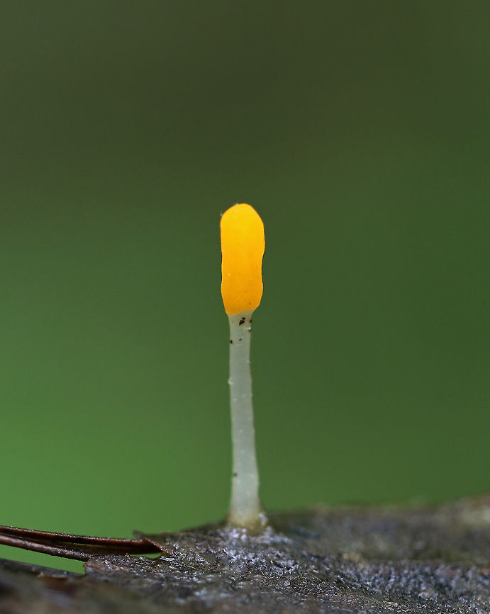 Swamp Beacon - Mitrula elegans I saw dozens of these growing in shallow water!<br />
<br />
Habitat: Wetland<br />
<figure class="photo"><a href="https://www.jungledragon.com/image/79442/swamp_beacon_-_mitrula_elegans.html" title="Swamp Beacon - Mitrula elegans"><img src="https://s3.amazonaws.com/media.jungledragon.com/images/3232/79442_thumb.jpg?AWSAccessKeyId=05GMT0V3GWVNE7GGM1R2&Expires=1769040010&Signature=59D4MQk0OBX68F%2F0c%2BCSa4R7oKY%3D" width="110" height="152" alt="Swamp Beacon - Mitrula elegans I saw dozens of these growing in shallow water!<br />
<br />
Habitat: Wetland<br />
https://www.jungledragon.com/image/79441/swamp_beacon_-_mitrula_elegans.html<br />
https://www.jungledragon.com/image/79443/swamp_beacon_-_mitrula_elegans.html Geotagged,Mitrula elegans,Spring,Swamp Beacon,United States,fungus,mitrula" /></a></figure><br />
<figure class="photo"><a href="https://www.jungledragon.com/image/79443/swamp_beacon_-_mitrula_elegans.html" title="Swamp Beacon - Mitrula elegans"><img src="https://s3.amazonaws.com/media.jungledragon.com/images/3232/79443_thumb.jpg?AWSAccessKeyId=05GMT0V3GWVNE7GGM1R2&Expires=1769040010&Signature=Xpvgm6M4Ajw6TtXbW829afqpUqQ%3D" width="200" height="148" alt="Swamp Beacon - Mitrula elegans I saw dozens of these growing in shallow water!<br />
<br />
Habitat: Wetland<br />
https://www.jungledragon.com/image/79441/swamp_beacon_-_mitrula_elegans.html<br />
https://www.jungledragon.com/image/79442/swamp_beacon_-_mitrula_elegans.html Geotagged,Mitrula elegans,Spring,Swamp Beacon,United States" /></a></figure> Geotagged,Mitrula elegans,Spring,Swamp Beacon,United States,fungus,mitrula