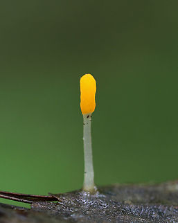 Swamp Beacon - Mitrula elegans I saw dozens of these growing in shallow water!

Habitat: Wetland
https://www.jungledragon.com/image/79442/swamp_beacon_-_mitrula_elegans.html
https://www.jungledragon.com/image/79443/swamp_beacon_-_mitrula_elegans.html Geotagged,Mitrula elegans,Spring,Swamp Beacon,United States,fungus,mitrula