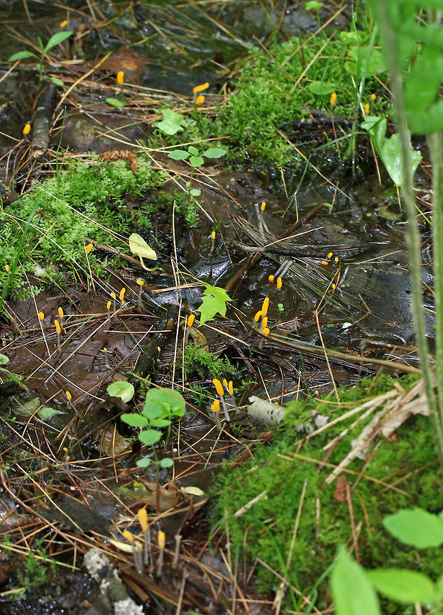 Swamp Beacon - Mitrula elegans I saw dozens of these growing in shallow water!<br />
<br />
Habitat: Wetland<br />
<figure class="photo"><a href="https://www.jungledragon.com/image/79441/swamp_beacon_-_mitrula_elegans.html" title="Swamp Beacon - Mitrula elegans"><img src="https://s3.amazonaws.com/media.jungledragon.com/images/3232/79441_thumb.jpg?AWSAccessKeyId=05GMT0V3GWVNE7GGM1R2&Expires=1759968010&Signature=eWgj1iQHFwmPJLxcHqmYnRGA3WQ%3D" width="122" height="152" alt="Swamp Beacon - Mitrula elegans I saw dozens of these growing in shallow water!<br />
<br />
Habitat: Wetland<br />
https://www.jungledragon.com/image/79442/swamp_beacon_-_mitrula_elegans.html<br />
https://www.jungledragon.com/image/79443/swamp_beacon_-_mitrula_elegans.html Geotagged,Mitrula elegans,Spring,Swamp Beacon,United States,fungus,mitrula" /></a></figure><br />
<figure class="photo"><a href="https://www.jungledragon.com/image/79443/swamp_beacon_-_mitrula_elegans.html" title="Swamp Beacon - Mitrula elegans"><img src="https://s3.amazonaws.com/media.jungledragon.com/images/3232/79443_thumb.jpg?AWSAccessKeyId=05GMT0V3GWVNE7GGM1R2&Expires=1759968010&Signature=8%2BsI0Bt%2Fnadq2wE5mrOm%2FzBHg2s%3D" width="200" height="148" alt="Swamp Beacon - Mitrula elegans I saw dozens of these growing in shallow water!<br />
<br />
Habitat: Wetland<br />
https://www.jungledragon.com/image/79441/swamp_beacon_-_mitrula_elegans.html<br />
https://www.jungledragon.com/image/79442/swamp_beacon_-_mitrula_elegans.html Geotagged,Mitrula elegans,Spring,Swamp Beacon,United States" /></a></figure> Geotagged,Mitrula elegans,Spring,Swamp Beacon,United States,fungus,mitrula