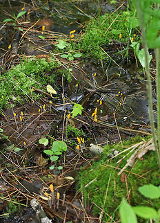 Swamp Beacon - Mitrula elegans I saw dozens of these growing in shallow water!

Habitat: Wetland
https://www.jungledragon.com/image/79441/swamp_beacon_-_mitrula_elegans.html
https://www.jungledragon.com/image/79443/swamp_beacon_-_mitrula_elegans.html Geotagged,Mitrula elegans,Spring,Swamp Beacon,United States,fungus,mitrula