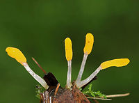 Swamp Beacon - Mitrula elegans I saw dozens of these growing in shallow water!<br />
<br />
Habitat: Wetland<br />
https://www.jungledragon.com/image/79441/swamp_beacon_-_mitrula_elegans.html<br />
https://www.jungledragon.com/image/79442/swamp_beacon_-_mitrula_elegans.html Geotagged,Mitrula elegans,Spring,Swamp Beacon,United States