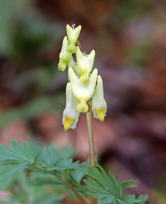 Dutchman’s Breeches - Dicentra cucullaria Clusters of white, pantaloon-shaped flowers on a leafless stalk that rises above feathery, basal leaves.<br />
<br />
These flowers are pollinated by early spring bumblebees, whose proboscises are long enough to tap the nectar. However, other bees with proboscises that are too short to reach the nectar usually just snip a hole through the outside of the flower at the site of nectar accumulation - this allows the bee to steal the nectar. Such nectar-robbing, however, doesn&#039;t bring about pollination.  I always check for signs of nectar robbers, but didn&#039;t see any this time.<br />
<br />
Habitat: Mixed forest Dicentra cucullaria,Dutchman's breeches,Geotagged,Spring,United States