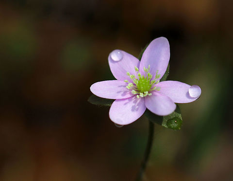 Sharp-lobed Hepatica - Anemone acutiloba An early spring wildflower with lavender/pinkish flowers and 3-lobed leaves that survive the winter.

Habitat: Rocky forest
https://www.jungledragon.com/image/79475/sharp-lobed_hepatica_-_anemone_acutiloba.html Anemone acutiloba,Geotagged,Sharp-lobed Hepatica,Spring,United States,anemone,round-lobed hepatica