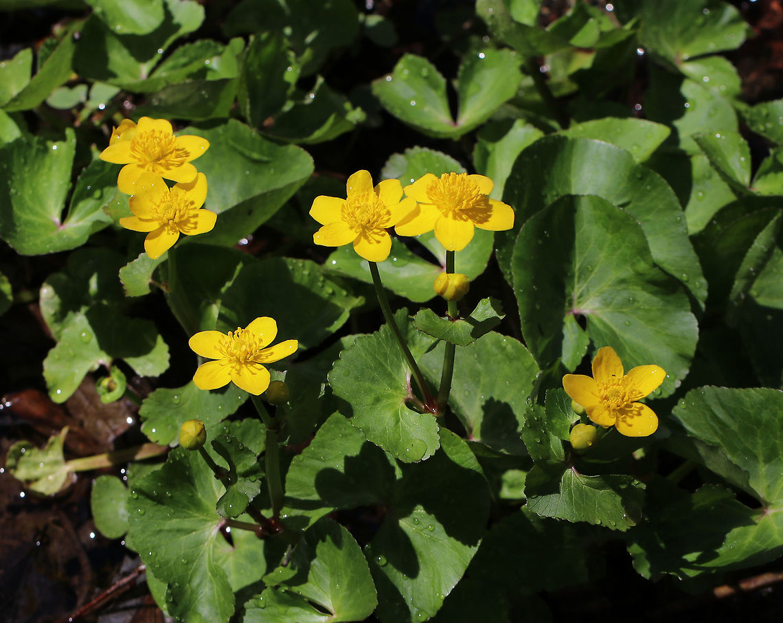 Marsh Marigold - Caltha palustris A perennial, herbaceous plant with heart or kidney-shaped leaves and thick, hollow stems that will bear yellow flowers.<br />
<br />
Consuming large quantities of this plant may cause convulsions, vomiting, bloody diarrhea, and fainting. Contact of the skin with the plant&#039;s juices can cause blistering.<br />
<br />
Habitat: Shallow woodland stream Caltha palustris,Geotagged,Marsh Marigold,Spring,United States