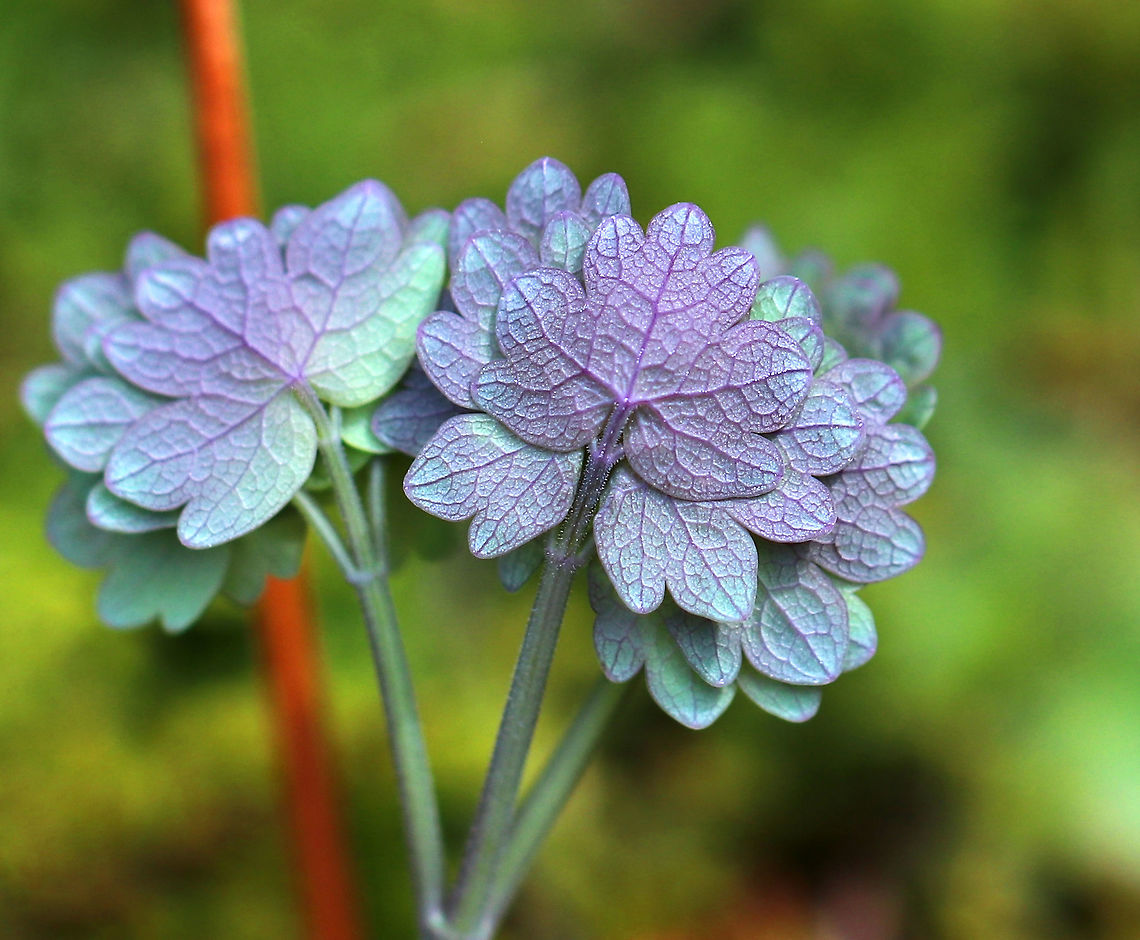 Early Meadow Rue - Thalictrum dioicum I love the leaves on this plant - even more than the flowers! At maturity, it will have clusters of long-stemmed, drooping, greenish-white flowers atop the leafy stems. <br />
<br />
The species name is derived from the Greek word meaning &quot;two households&quot;, which alludes to the fact that the male and female flowers are on separate plants.<br />
<br />
Habitat: Rocky, deciduous forest Early meadow-rue,Geotagged,Spring,Thalictrum dioicum,United States