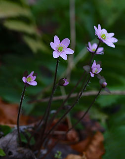 Sharp-lobed Hepatica - Anemone acutiloba An early spring wildflower with lavender/pinkish flowers and 3-lobed leaves that survive the winter.

Habitat: Rocky forest
https://www.jungledragon.com/image/79471/sharp-lobed_hepatica_-_anemone_acutiloba.html Anemone acutiloba,Geotagged,Sharp-lobed Hepatica,Spring,United States