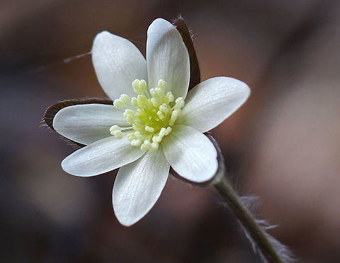 Sharp-lobed Hepatica - Anemone acutiloba An early spring wildflower with white flowers and 3-lobed leaves that survive the winter. I find the ones with lavender flowers more frequently than the white.

Habitat: Rocky forest
https://www.jungledragon.com/image/79477/sharp-lobed_hepatica_leaf-_anemone_acutiloba.html Anemone acutiloba,Geotagged,Sharp-lobed Hepatica,Spring,United States