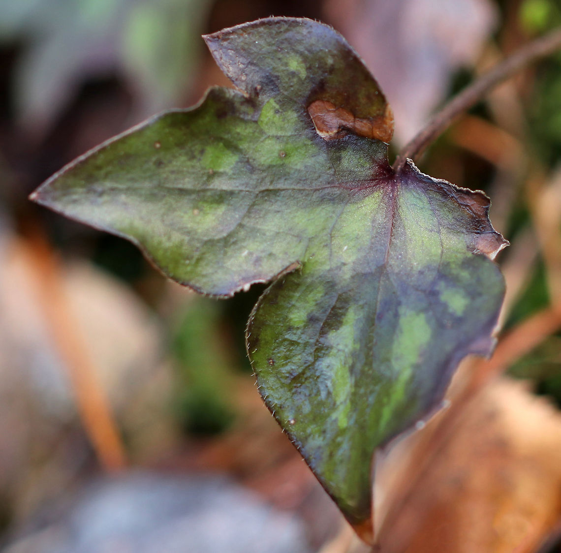 Sharp-lobed Hepatica Leaf- Anemone acutiloba An early spring wildflower with white flowers and 3-lobed leaves that survive the winter. <br />
<br />
Habitat: Rocky forest<br />
<figure class="photo"><a href="https://www.jungledragon.com/image/79476/sharp-lobed_hepatica_-_anemone_acutiloba.html" title="Sharp-lobed Hepatica - Anemone acutiloba"><img src="https://s3.amazonaws.com/media.jungledragon.com/images/3232/79476_thumb.jpg?AWSAccessKeyId=05GMT0V3GWVNE7GGM1R2&Expires=1759968010&Signature=nn%2BFtHRbrxvwHjx%2F6BIgI%2BBiGFk%3D" width="200" height="156" alt="Sharp-lobed Hepatica - Anemone acutiloba An early spring wildflower with white flowers and 3-lobed leaves that survive the winter. I find the ones with lavender flowers more frequently than the white.<br />
<br />
Habitat: Rocky forest<br />
https://www.jungledragon.com/image/79477/sharp-lobed_hepatica_leaf-_anemone_acutiloba.html Anemone acutiloba,Geotagged,Sharp-lobed Hepatica,Spring,United States" /></a></figure> Anemone acutiloba,Geotagged,Sharp-lobed Hepatica,Spring,United States