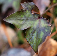 Sharp-lobed Hepatica Leaf- Anemone acutiloba An early spring wildflower with white flowers and 3-lobed leaves that survive the winter. <br />
<br />
Habitat: Rocky forest<br />
https://www.jungledragon.com/image/79476/sharp-lobed_hepatica_-_anemone_acutiloba.html Anemone acutiloba,Geotagged,Sharp-lobed Hepatica,Spring,United States