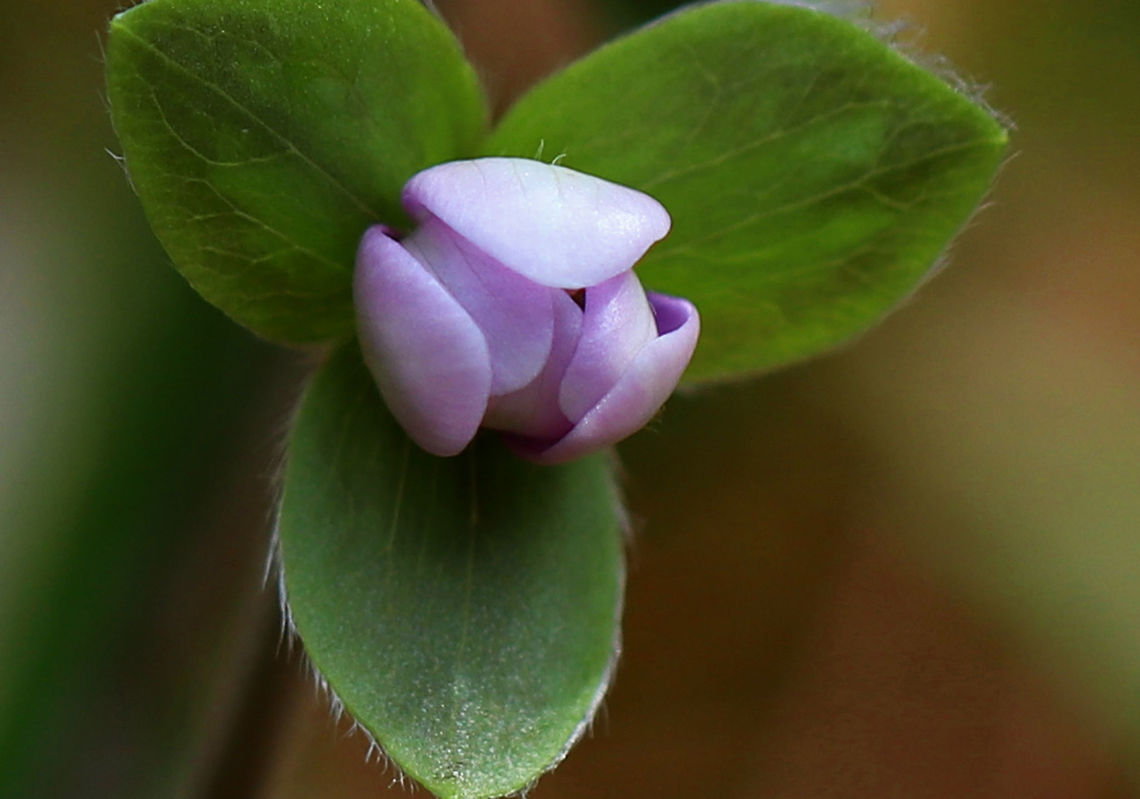 Sharp-lobed Hepatica - Anemone acutiloba An early spring wildflower with white or lavender flowers and 3-lobed leaves that survive the winter. <br />
<br />
Habitat: Rocky forest Anemone acutiloba,Geotagged,Sharp-lobed Hepatica,Spring,United States