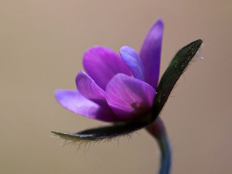 Sharp-lobed Hepatica - Anemone acutiloba 
An early spring wildflower with white or lavender flowers and 3-lobed leaves that survive the winter. 

Habitat: Rocky forest Anemone acutiloba,Geotagged,Sharp-lobed Hepatica,Spring,United States
