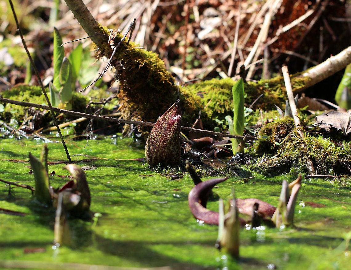 Branched Filamentous Green Algae - Cladophora sp. There are lots of things growing in this shallow stream. The purplish, hooded flowers and green leaf shoots are both skunk cabbage.  Plus, there's moss.  And then there is the green "scum" covering the top of the water. It looked like Cladophora sp. to me, which is a kind of branched, filamentous green algae. There are probably other things growing there as well...Maybe some cyanobacteria, such as Phormidium sp.?<br />
<br />
Cladophora algae is commonly found in streams. It grows attached to the substrate and forms stringy, green mats.<br />
<br />
Habitat: Shallow stream in a wetland Branched Filamentous Green Algae,Cladophora,Geotagged,Spring,United States,algae,filamentous algae,green algae