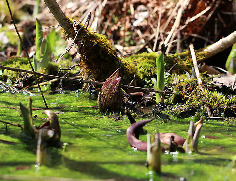 Branched Filamentous Green Algae - Cladophora sp. There are lots of things growing in this shallow stream. The purplish, hooded flowers and green leaf shoots are both skunk cabbage.  Plus, there's moss.  And then there is the green "scum" covering the top of the water. It looked like Cladophora sp. to me, which is a kind of branched, filamentous green algae. There are probably other things growing there as well...Maybe some cyanobacteria, such as Phormidium sp.?

Cladophora algae is commonly found in streams. It grows attached to the substrate and forms stringy, green mats.

Habitat: Shallow stream in a wetland Branched Filamentous Green Algae,Cladophora,Geotagged,Spring,United States,algae,filamentous algae,green algae