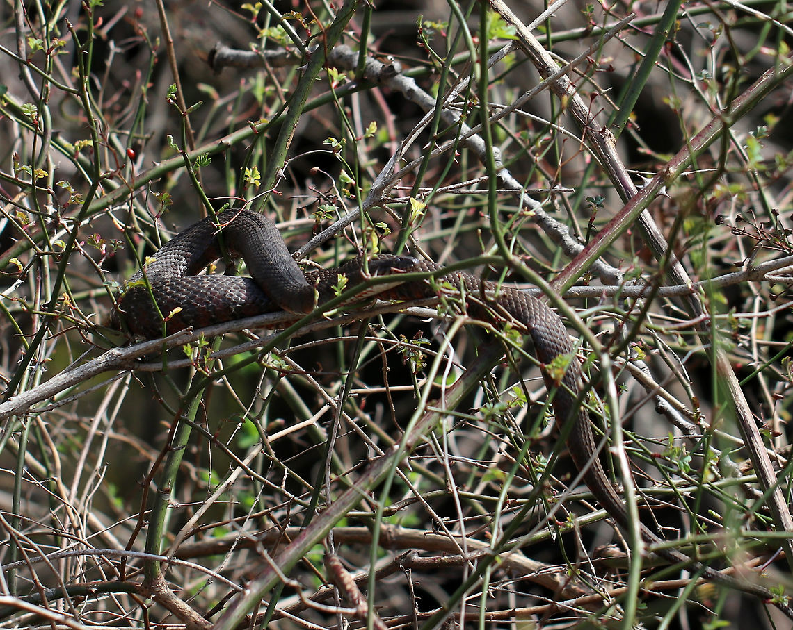 Northern Water Snake - Nerodia sipedon I was trying to find a way through the vines and prickers when I spotted this snake resting about 4 feet off the ground!<br />
<br />
Habitat: Thicket near the edge of a meadow Geotagged,Nerodia sipedon,Northern Water Snake,Spring,United States,snake