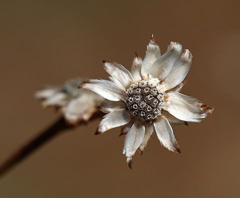 Unknown I don't know what this is - a dead flower? Or, is it supposed to look like this? It was barely mid-April when I took these shots, but I didn't notice any leaf buds on the plant. So, maybe it was dead?

Habitat: Meadow edge
https://www.jungledragon.com/image/79486/unknown.html
https://www.jungledragon.com/image/79485/unknown.html
https://www.jungledragon.com/image/79484/unknown.html Geotagged,Spring,United States
