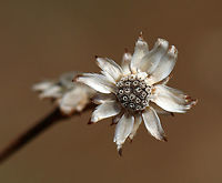Unknown I don't know what this is - a dead flower? Or, is it supposed to look like this? It was barely mid-April when I took these shots, but I didn't notice any leaf buds on the plant. So, maybe it was dead?<br />
<br />
Habitat: Meadow edge<br />
https://www.jungledragon.com/image/79486/unknown.html<br />
https://www.jungledragon.com/image/79485/unknown.html<br />
https://www.jungledragon.com/image/79484/unknown.html Geotagged,Spring,United States