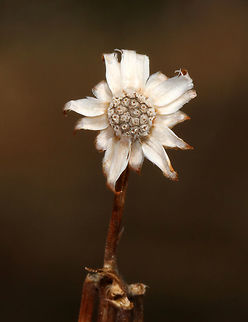 Unknown I don't know what this is - a dead flower? Or, is it supposed to look like this? It was barely mid-April when I took these shots, but I didn't notice any leaf buds on the plant. So, maybe it was dead?

Habitat: Meadow edge
https://www.jungledragon.com/image/79483/unknown.html
https://www.jungledragon.com/image/79486/unknown.html
https://www.jungledragon.com/image/79485/unknown.html Geotagged,Spring,United States