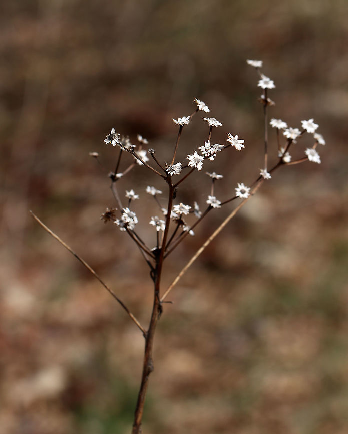 Unknown I don't know what this is - a dead flower? Or, is it supposed to look like this? It was barely mid-April when I took these shots, but I didn't notice any leaf buds on the plant. So, maybe it was dead?<br />
<br />
Habitat: Meadow edge<br />
<figure class="photo"><a href="https://www.jungledragon.com/image/79483/unknown.html" title="Unknown"><img src="https://s3.amazonaws.com/media.jungledragon.com/images/3232/79483_thumb.jpg?AWSAccessKeyId=05GMT0V3GWVNE7GGM1R2&Expires=1770854410&Signature=FmhpQUPE1fWvSmS9yU7udCsCzS0%3D" width="200" height="166" alt="Unknown I don't know what this is - a dead flower? Or, is it supposed to look like this? It was barely mid-April when I took these shots, but I didn't notice any leaf buds on the plant. So, maybe it was dead?<br />
<br />
Habitat: Meadow edge<br />
https://www.jungledragon.com/image/79486/unknown.html<br />
https://www.jungledragon.com/image/79485/unknown.html<br />
https://www.jungledragon.com/image/79484/unknown.html Geotagged,Spring,United States" /></a></figure><br />
<figure class="photo"><a href="https://www.jungledragon.com/image/79486/unknown.html" title="Unknown"><img src="https://s3.amazonaws.com/media.jungledragon.com/images/3232/79486_thumb.jpg?AWSAccessKeyId=05GMT0V3GWVNE7GGM1R2&Expires=1770854410&Signature=83a%2B6RMIphNXGomW1HyN8siu1wU%3D" width="118" height="152" alt="Unknown I don't know what this is - a dead flower? Or, is it supposed to look like this? It was barely mid-April when I took these shots, but I didn't notice any leaf buds on the plant. So, maybe it was dead?<br />
<br />
Habitat: Meadow edge<br />
https://www.jungledragon.com/image/79483/unknown.html<br />
https://www.jungledragon.com/image/79485/unknown.html<br />
https://www.jungledragon.com/image/79484/unknown.html Geotagged,Spring,United States" /></a></figure><br />
<figure class="photo"><a href="https://www.jungledragon.com/image/79484/unknown.html" title="Unknown"><img src="https://s3.amazonaws.com/media.jungledragon.com/images/3232/79484_thumb.jpg?AWSAccessKeyId=05GMT0V3GWVNE7GGM1R2&Expires=1770854410&Signature=RMkkykVlIxgSXM%2FrI1PKXPAOkeg%3D" width="118" height="152" alt="Unknown I don't know what this is - a dead flower? Or, is it supposed to look like this? It was barely mid-April when I took these shots, but I didn't notice any leaf buds on the plant. So, maybe it was dead?<br />
<br />
Habitat: Meadow edge<br />
https://www.jungledragon.com/image/79483/unknown.html<br />
https://www.jungledragon.com/image/79486/unknown.html<br />
https://www.jungledragon.com/image/79485/unknown.html Geotagged,Spring,United States" /></a></figure> Geotagged,Spring,United States