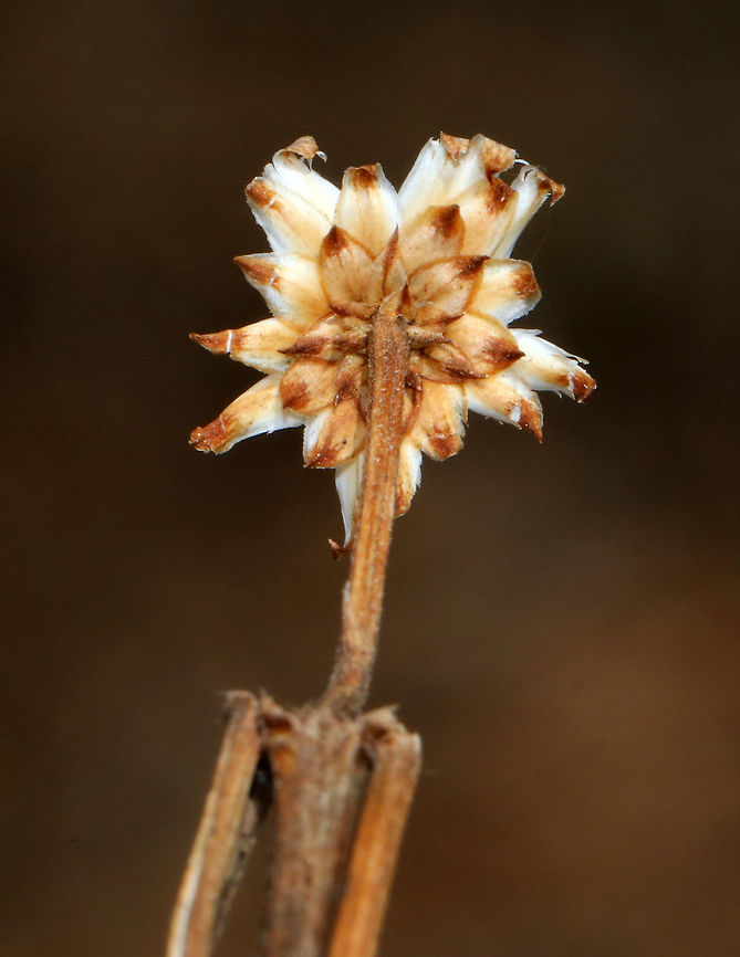 Unknown I don't know what this is - a dead flower? Or, is it supposed to look like this? It was barely mid-April when I took these shots, but I didn't notice any leaf buds on the plant. So, maybe it was dead?<br />
<br />
Habitat: Meadow edge<br />
<figure class="photo"><a href="https://www.jungledragon.com/image/79483/unknown.html" title="Unknown"><img src="https://s3.amazonaws.com/media.jungledragon.com/images/3232/79483_thumb.jpg?AWSAccessKeyId=05GMT0V3GWVNE7GGM1R2&Expires=1770854410&Signature=FmhpQUPE1fWvSmS9yU7udCsCzS0%3D" width="200" height="166" alt="Unknown I don't know what this is - a dead flower? Or, is it supposed to look like this? It was barely mid-April when I took these shots, but I didn't notice any leaf buds on the plant. So, maybe it was dead?<br />
<br />
Habitat: Meadow edge<br />
https://www.jungledragon.com/image/79486/unknown.html<br />
https://www.jungledragon.com/image/79485/unknown.html<br />
https://www.jungledragon.com/image/79484/unknown.html Geotagged,Spring,United States" /></a></figure><br />
<figure class="photo"><a href="https://www.jungledragon.com/image/79485/unknown.html" title="Unknown"><img src="https://s3.amazonaws.com/media.jungledragon.com/images/3232/79485_thumb.jpg?AWSAccessKeyId=05GMT0V3GWVNE7GGM1R2&Expires=1770854410&Signature=j36iCVP9%2F09nOFZsJxWQOHl5UWw%3D" width="122" height="152" alt="Unknown I don't know what this is - a dead flower? Or, is it supposed to look like this? It was barely mid-April when I took these shots, but I didn't notice any leaf buds on the plant. So, maybe it was dead?<br />
<br />
Habitat: Meadow edge<br />
https://www.jungledragon.com/image/79483/unknown.html<br />
https://www.jungledragon.com/image/79486/unknown.html<br />
https://www.jungledragon.com/image/79484/unknown.html Geotagged,Spring,United States" /></a></figure><br />
<figure class="photo"><a href="https://www.jungledragon.com/image/79484/unknown.html" title="Unknown"><img src="https://s3.amazonaws.com/media.jungledragon.com/images/3232/79484_thumb.jpg?AWSAccessKeyId=05GMT0V3GWVNE7GGM1R2&Expires=1770854410&Signature=RMkkykVlIxgSXM%2FrI1PKXPAOkeg%3D" width="118" height="152" alt="Unknown I don't know what this is - a dead flower? Or, is it supposed to look like this? It was barely mid-April when I took these shots, but I didn't notice any leaf buds on the plant. So, maybe it was dead?<br />
<br />
Habitat: Meadow edge<br />
https://www.jungledragon.com/image/79483/unknown.html<br />
https://www.jungledragon.com/image/79486/unknown.html<br />
https://www.jungledragon.com/image/79485/unknown.html Geotagged,Spring,United States" /></a></figure> Geotagged,Spring,United States
