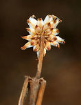 Unknown I don't know what this is - a dead flower? Or, is it supposed to look like this? It was barely mid-April when I took these shots, but I didn't notice any leaf buds on the plant. So, maybe it was dead?<br />
<br />
Habitat: Meadow edge<br />
https://www.jungledragon.com/image/79483/unknown.html<br />
https://www.jungledragon.com/image/79485/unknown.html<br />
https://www.jungledragon.com/image/79484/unknown.html Geotagged,Spring,United States
