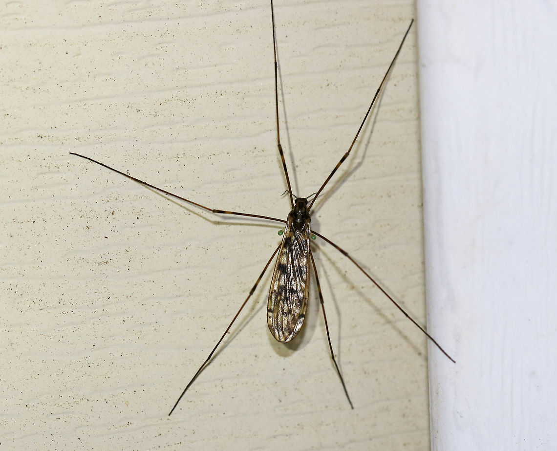 Crane Fly - Tipulidae (Maybe Tipula sp.) I was hoping that the green halteres on this crane fly would lead me to a species ID, but no luck so far. There are 1,500 species of crane flies in North America! <br />
<br />
Habitat: Attracted to a light  Geotagged,Spring,United States,crane fly,tipula,tipulidae