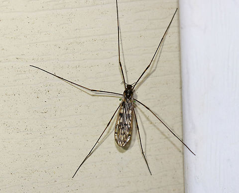 Crane Fly - Tipulidae (Maybe Tipula sp.) I was hoping that the green halteres on this crane fly would lead me to a species ID, but no luck so far. There are 1,500 species of crane flies in North America! 

Habitat: Attracted to a light  Geotagged,Spring,United States,crane fly,tipula,tipulidae